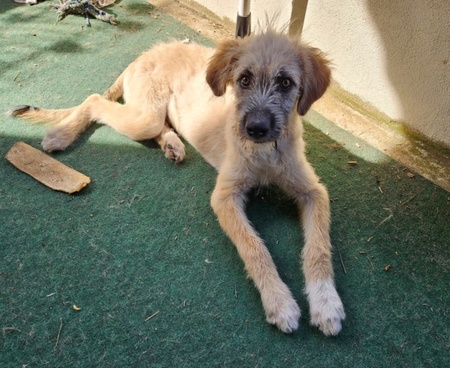 Adopter Siya