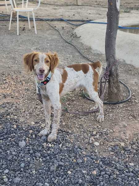 Adopter Scooby