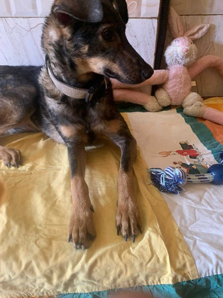 Adopter Jeffa