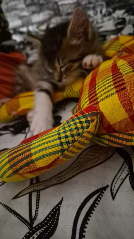 Adopter Cherokee