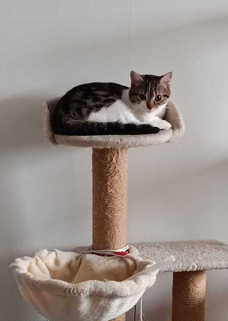 Adopter River
