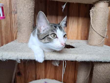 Adopter KAYA ET EMORY