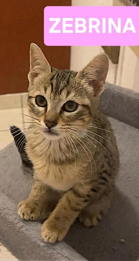 Adopter Galane/Zebrina/Ovide/Charbyde