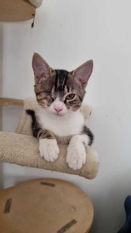 Adopter Barnabé 