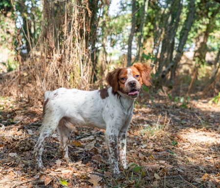 Adopter Pequeno