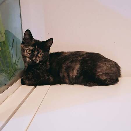 Adopter NALLA