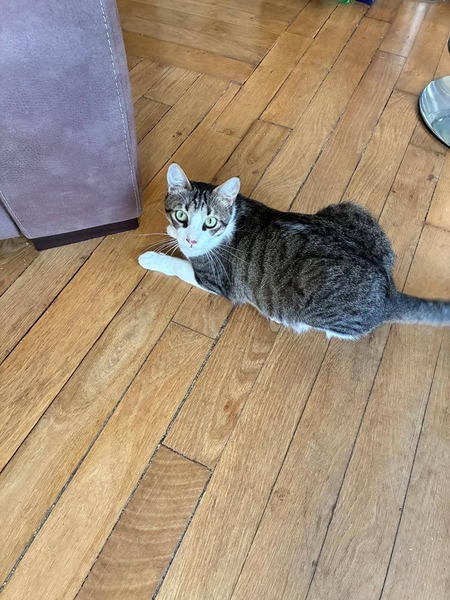 Adopter Mango