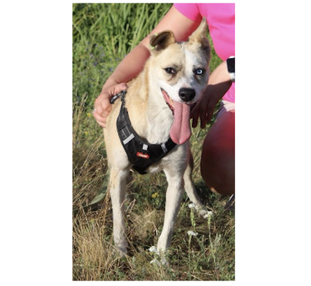 Adopter PUSHA, de Ukraine!