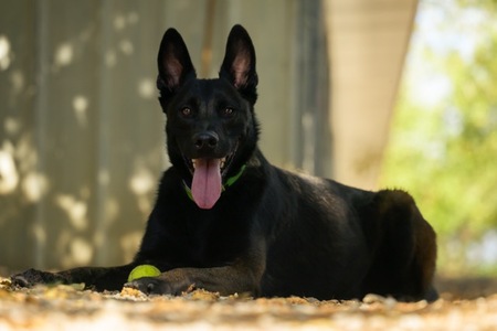 Adopter Scott