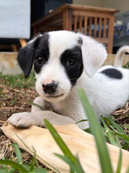 Adopter Billy
