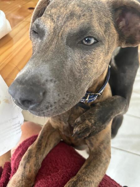 Adopter GUIMAUVE