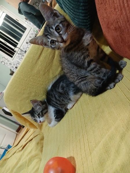 Adopter Bonnie & Bianca