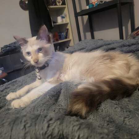 Adopter BELLA