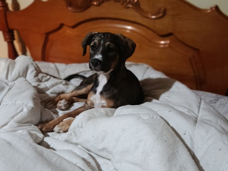 Adopter Zannah