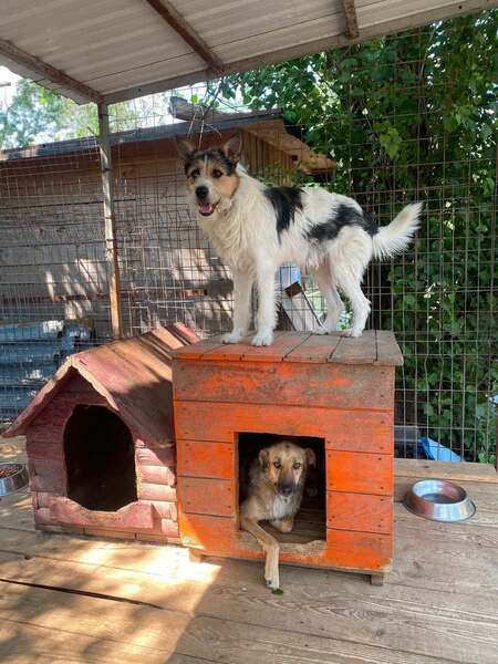 Adopter Barbos
