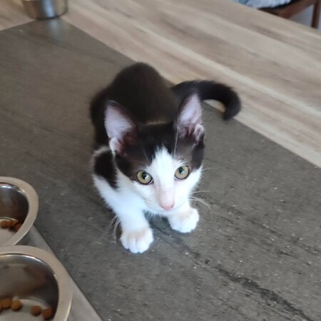 Adopter FURY