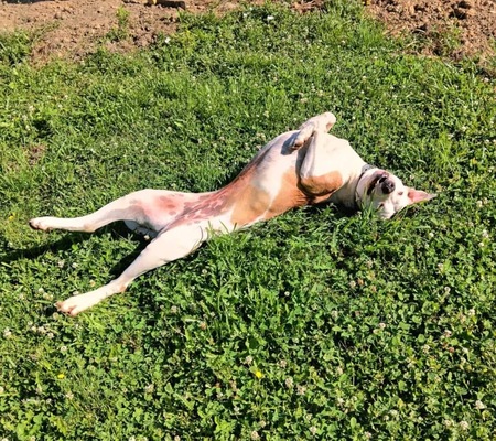 Adopter Romy