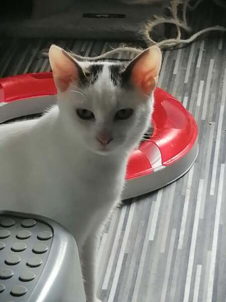 Adopter Biboune