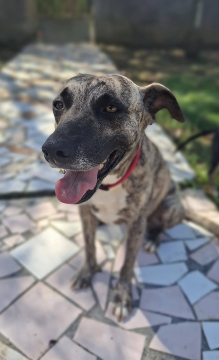 Adopter Donna