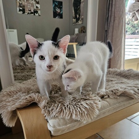 Adopter BLINYS