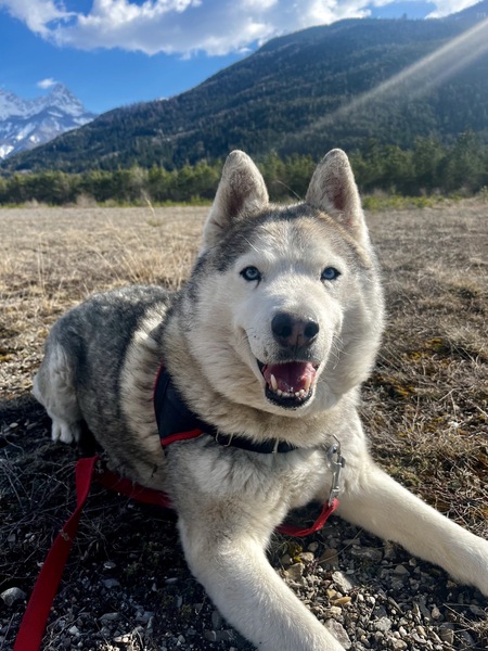 Adopter Niro