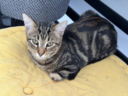 Adopter Bali