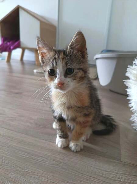 Adopter Bubble et Byron