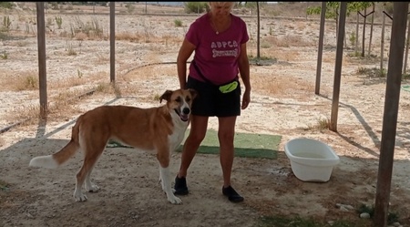 Adopter Capi
