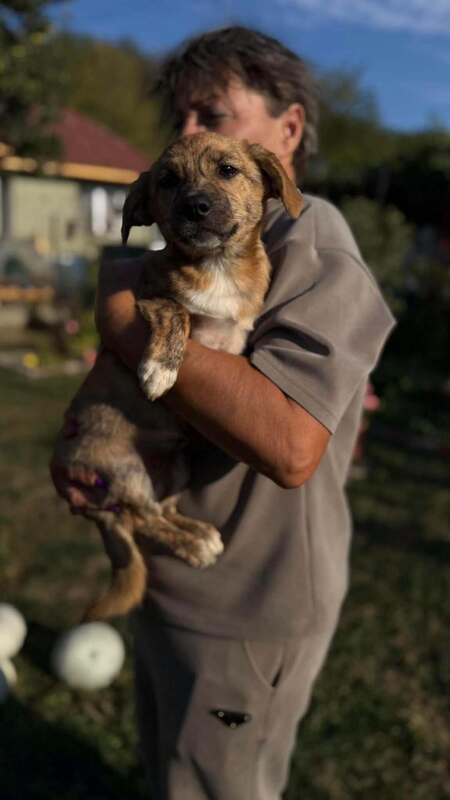 Adopter Rise