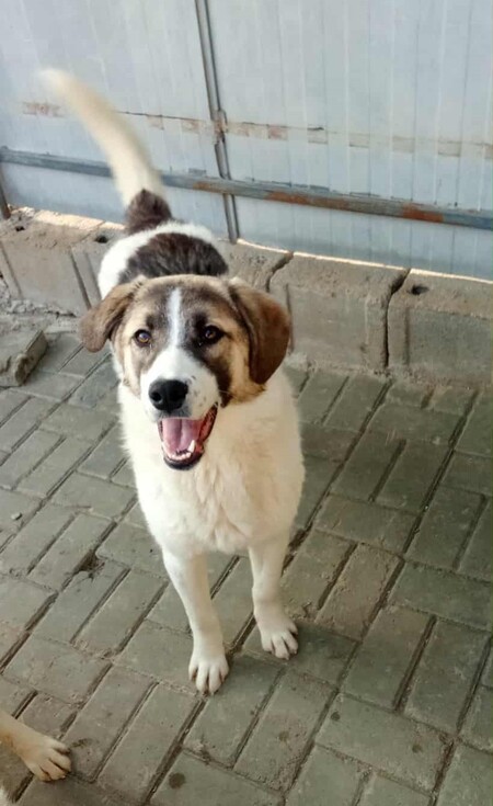 Adopter Haïka
