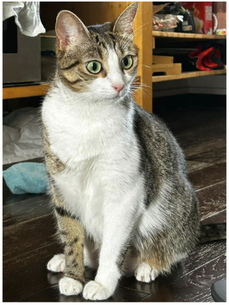 Adopter Maya