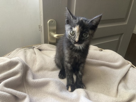 Adopter Bahya