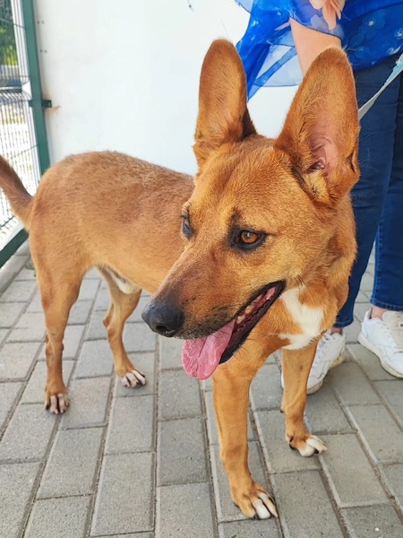 Adopter Snoopy 