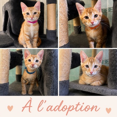 Adopter Fratrie c