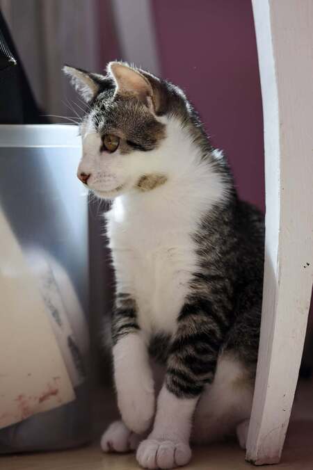 Adopter Beline