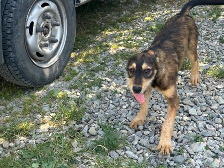 Adopter Marla