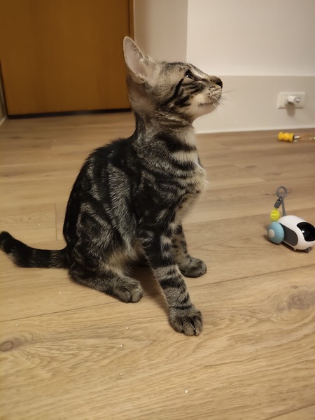 Adopter Bambou 