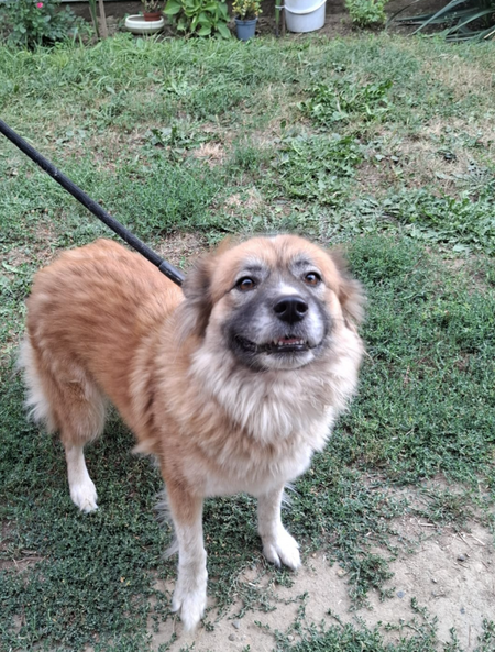 Adopter Summer