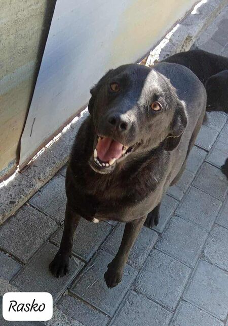 Adopter Rasko