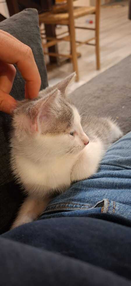 Adopter Bergamote et Brigitte 
