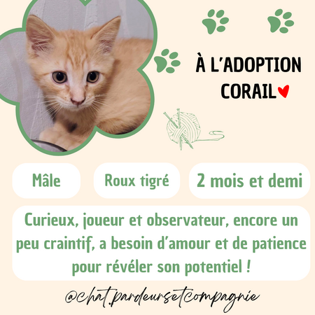 Adopter Corail