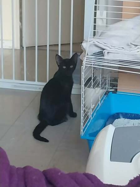 Adopter Bijou