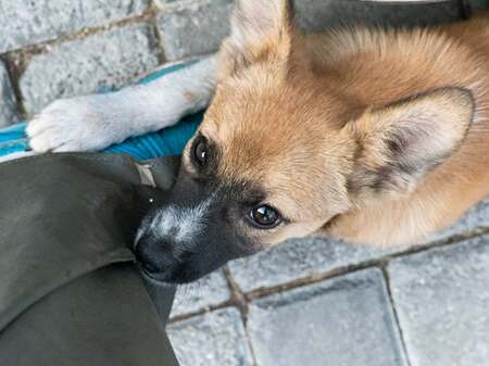 Adopter Calista
