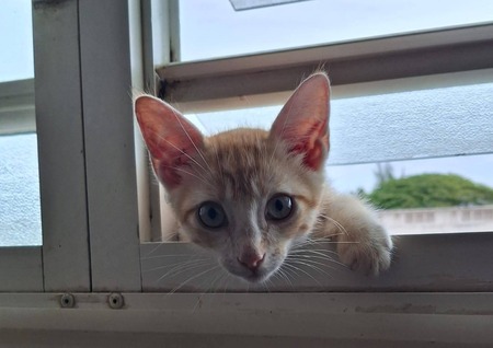 Adopter Biscoto