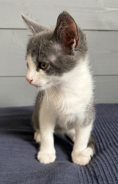 Adopter Bro
