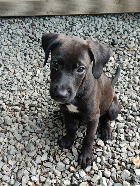 Adopter Luffy