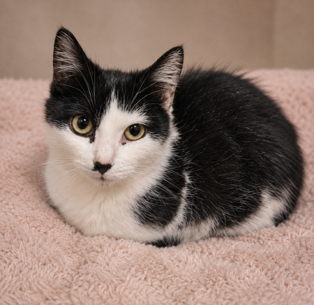 Adopter Moka
