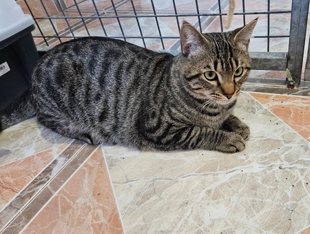 Adopter Oreo