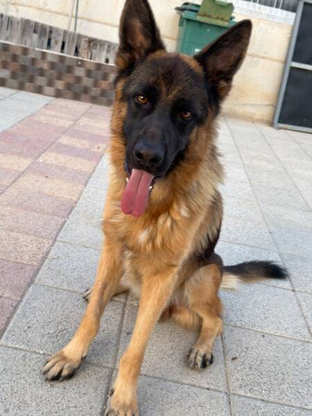 Adopter Volcan
