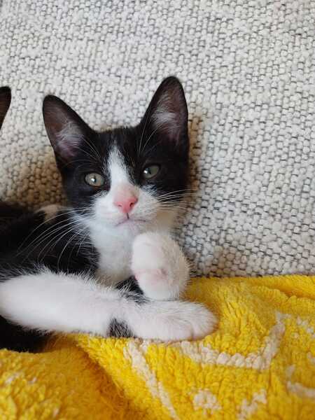 Adopter Bigoudie